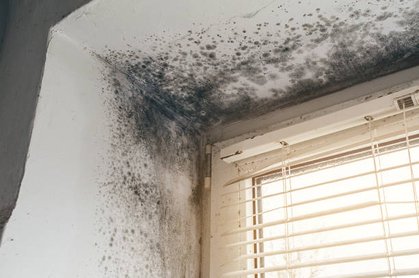 Affordable Mold Remediation solutions in Middletown, VA